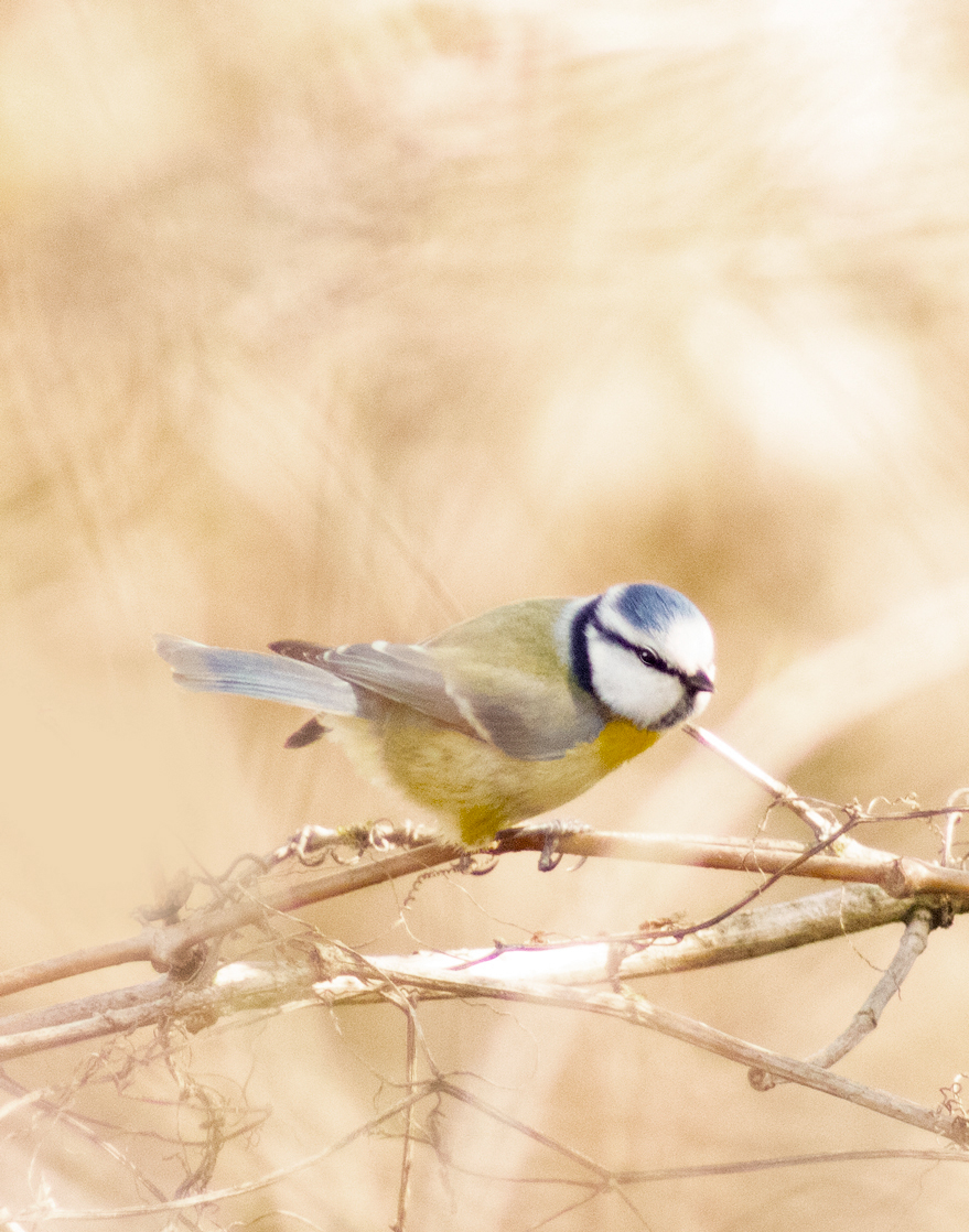 Mésange bleue